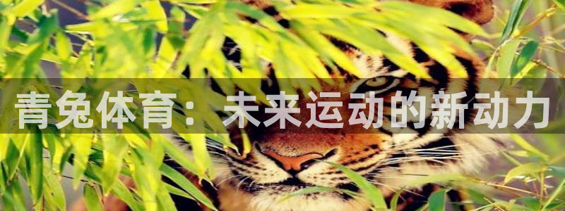 球速体育：青兔体育：未来运动的新动力